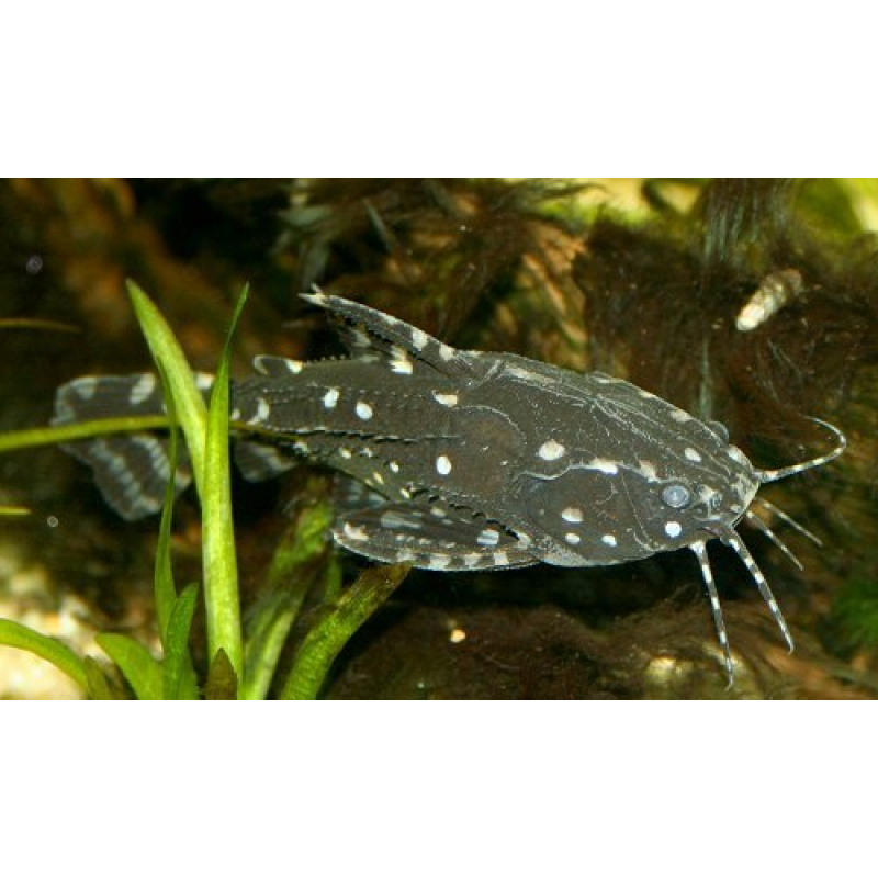 Kamdoornmeerval 3,5-4cm